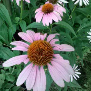 Meet your Posher, Rosemarie